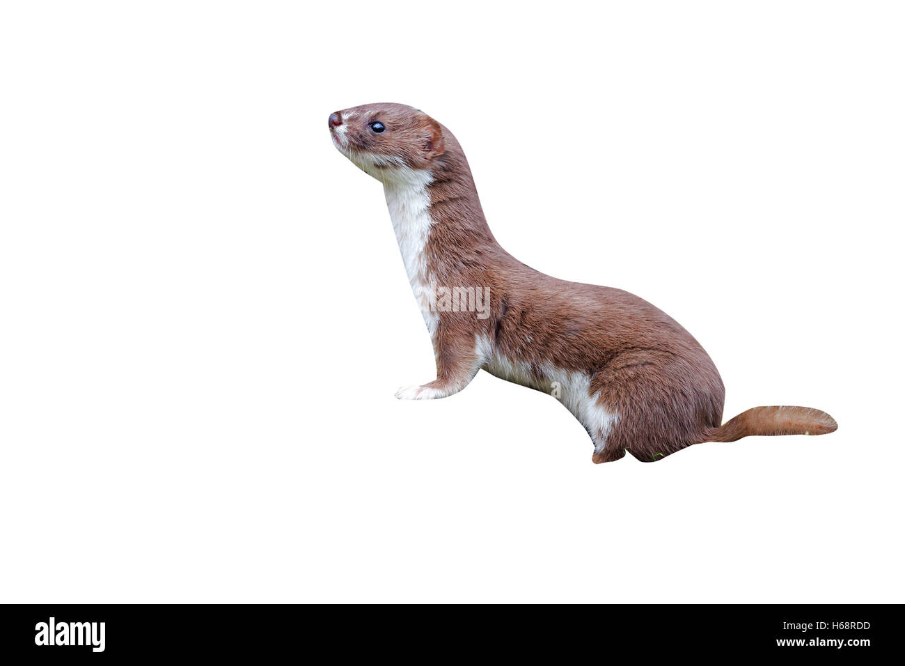 Weasel, Mustela nivalis, single mammal, captive, Midlands, September 2011 Stock Photo