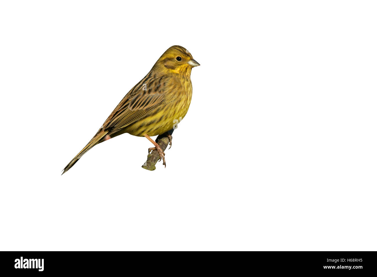 Yellowhammer, Emberiza citrinella, single bird on branch,            West Midlands Stock Photo