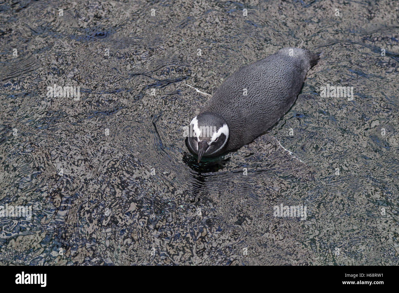 top view on small penguin in dark water Stock Photo