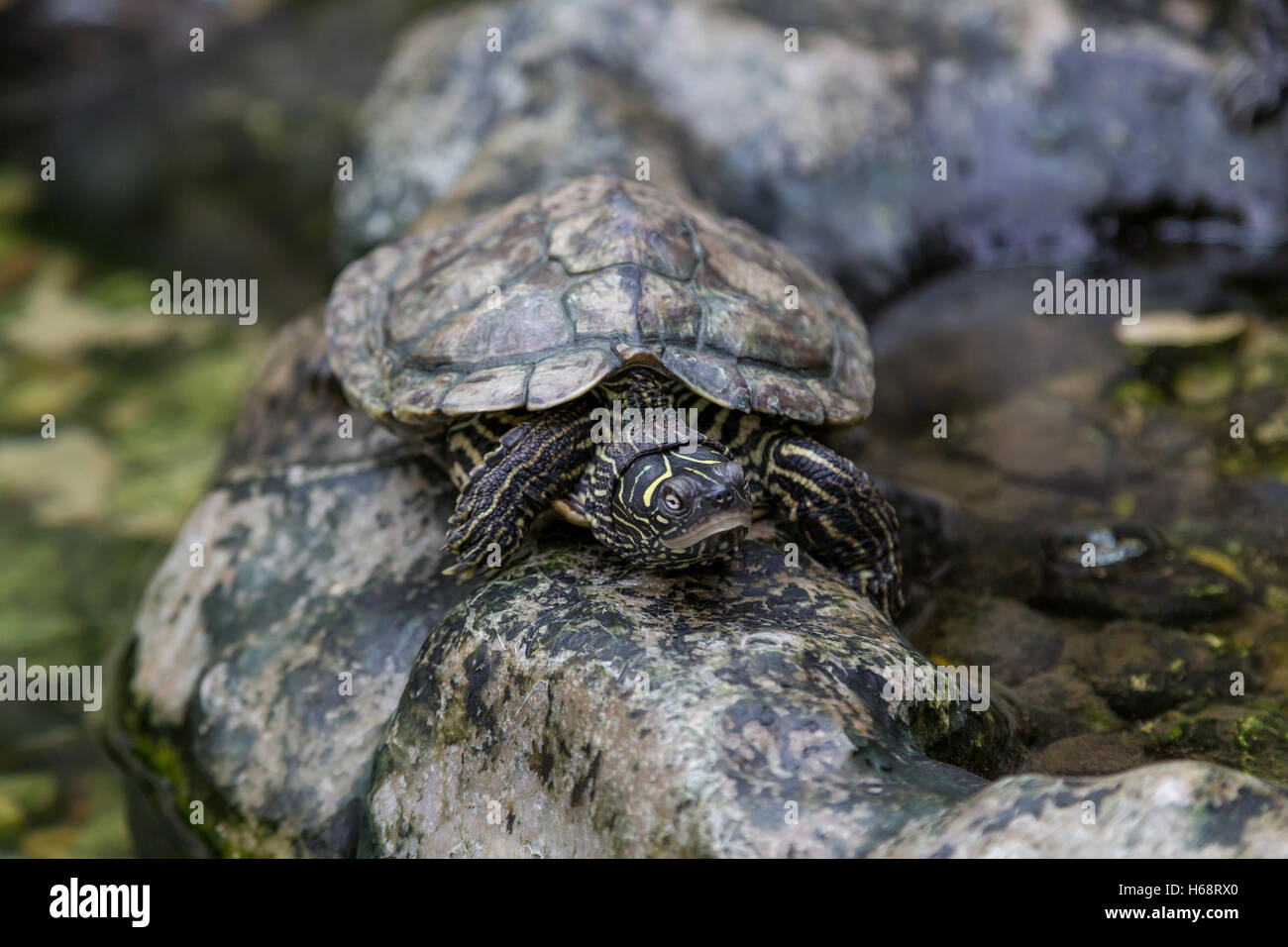 turtle with damaged carapace on stone in terrerium Stock Photo