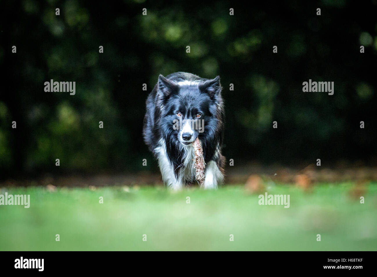 Border Collie Dog with Bone Stock Photo - Image of bone, lying: 51253044