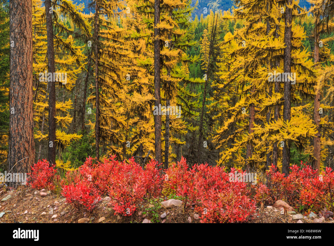 autumn colors of larch and underbrush in lolo national forest of the swan range near seeley lake, montana Stock Photo