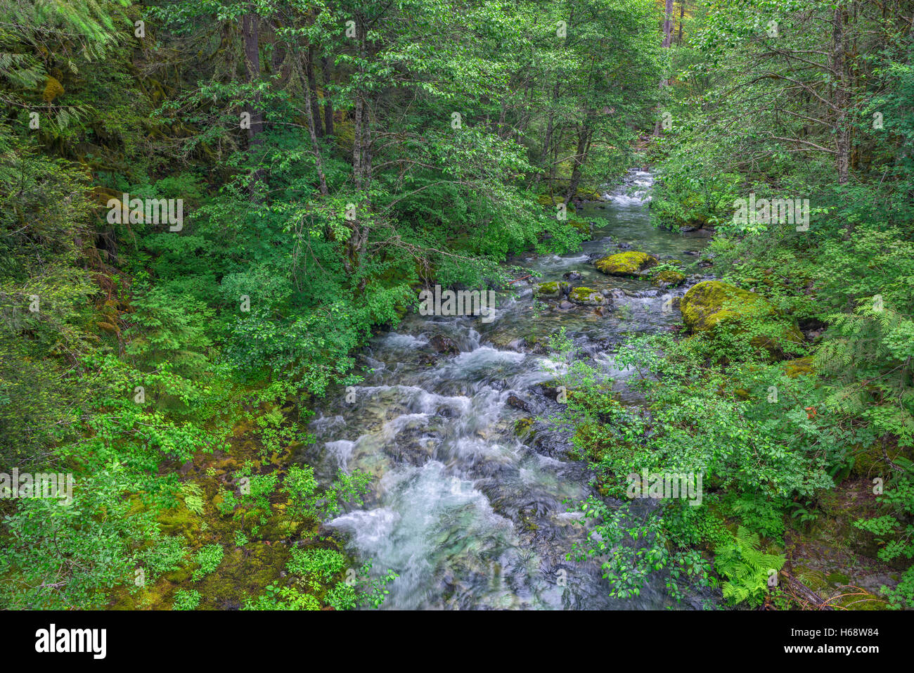 USA, Oregon, Willamette National Forest, Opal Creek Scenic Recreation Area, Battle Ax Creek with surrounding lush forest. Stock Photo