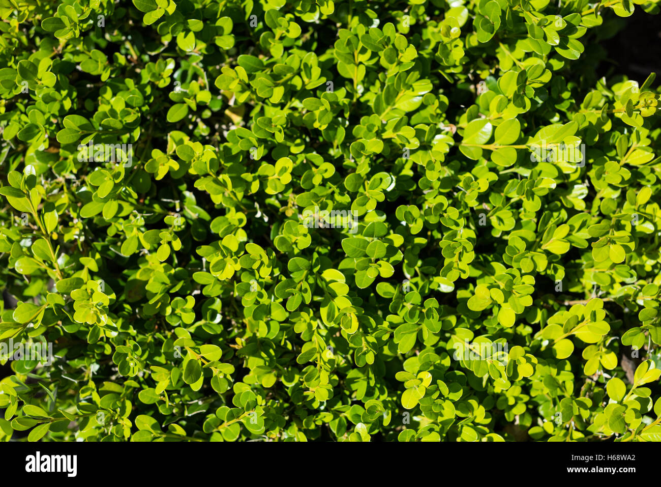 Close-up of green plants Stock Photo