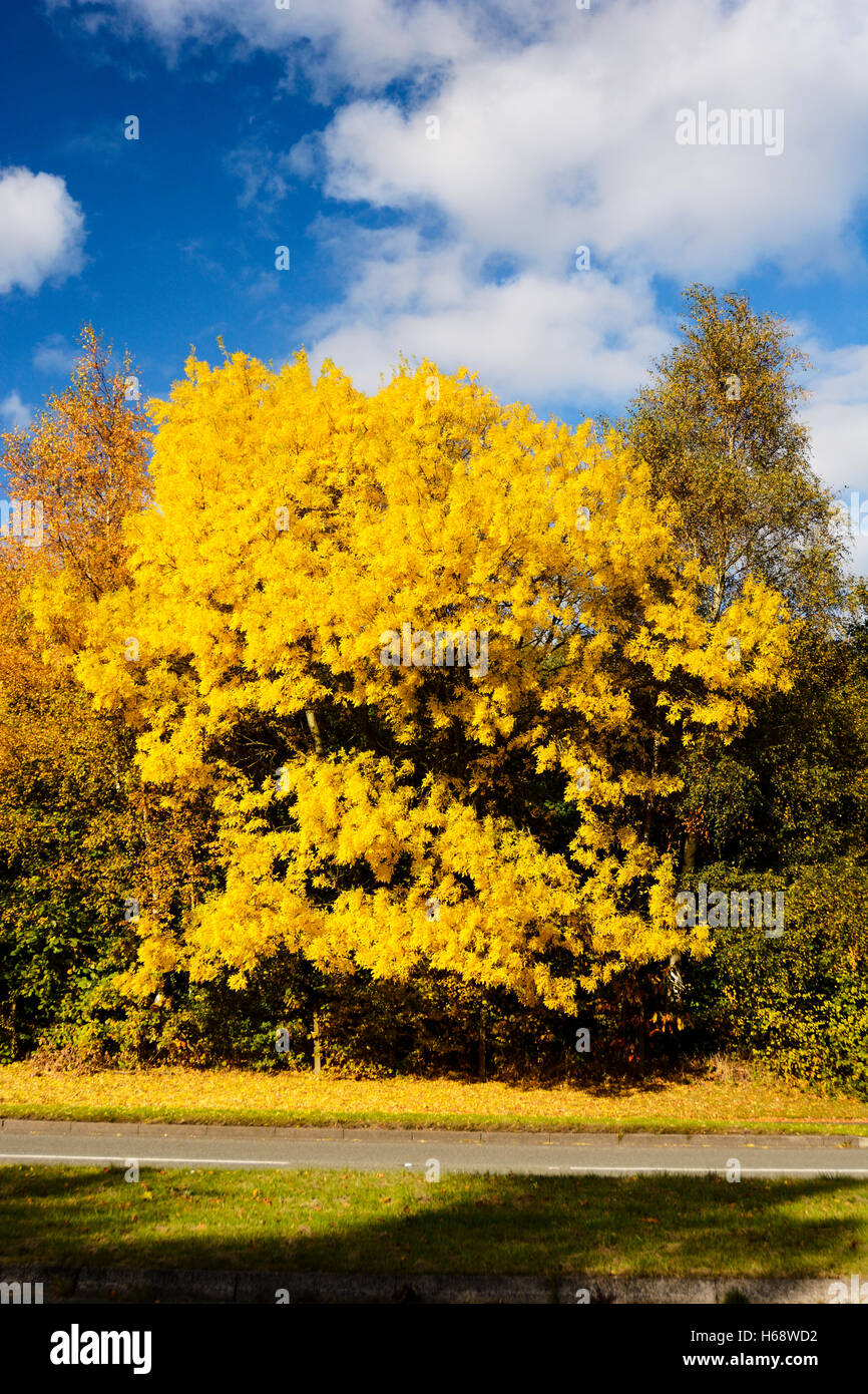 Autumn trees against blue sky Stock Photo - Alamy