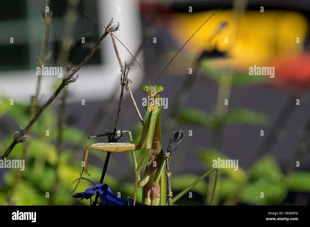 Praying Mantis. Mantises are an order of insects with over 2,400 species and about 430 genera in 15 families. Stock Photo