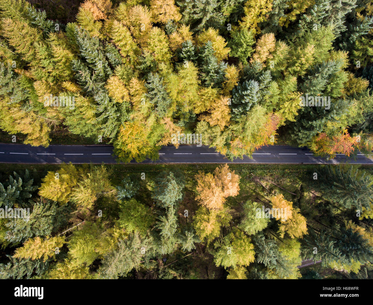 Beautiful flight above trees autumn hi-res stock photography and images ...