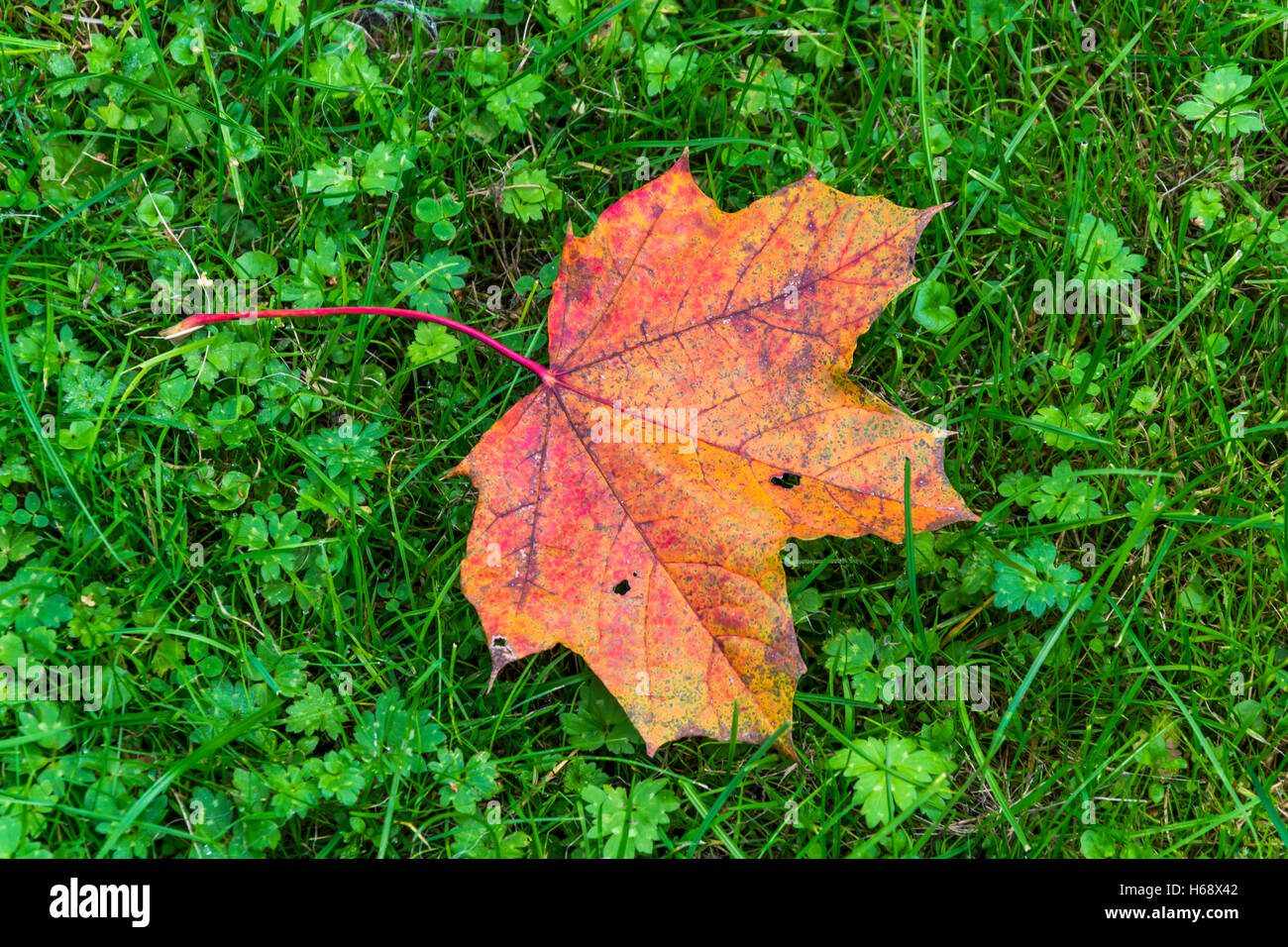 Red orange leaf lying in green fresh grass, suggesting that the autumn is already here. Stock Photo