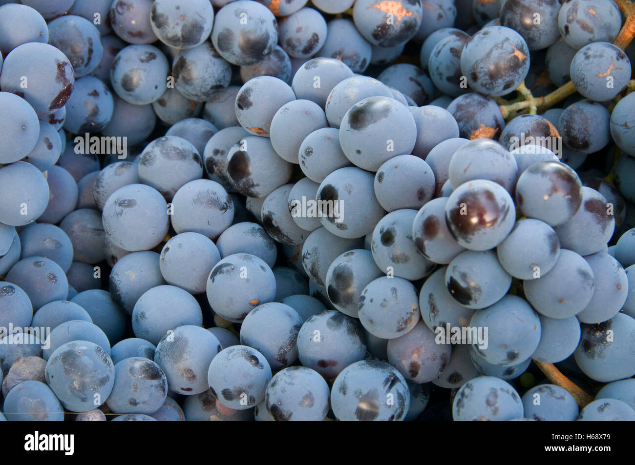 Concord grapes, Marion County, Oregon Stock Photo Alamy
