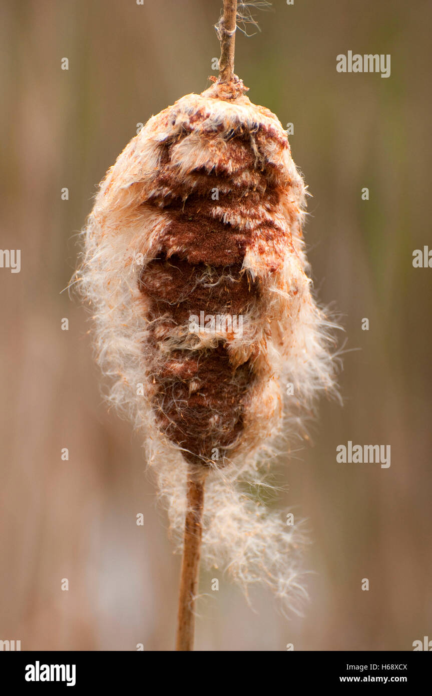 Cattail along Nature Trail, Willow Lake Wastewater Treatment Plant ...