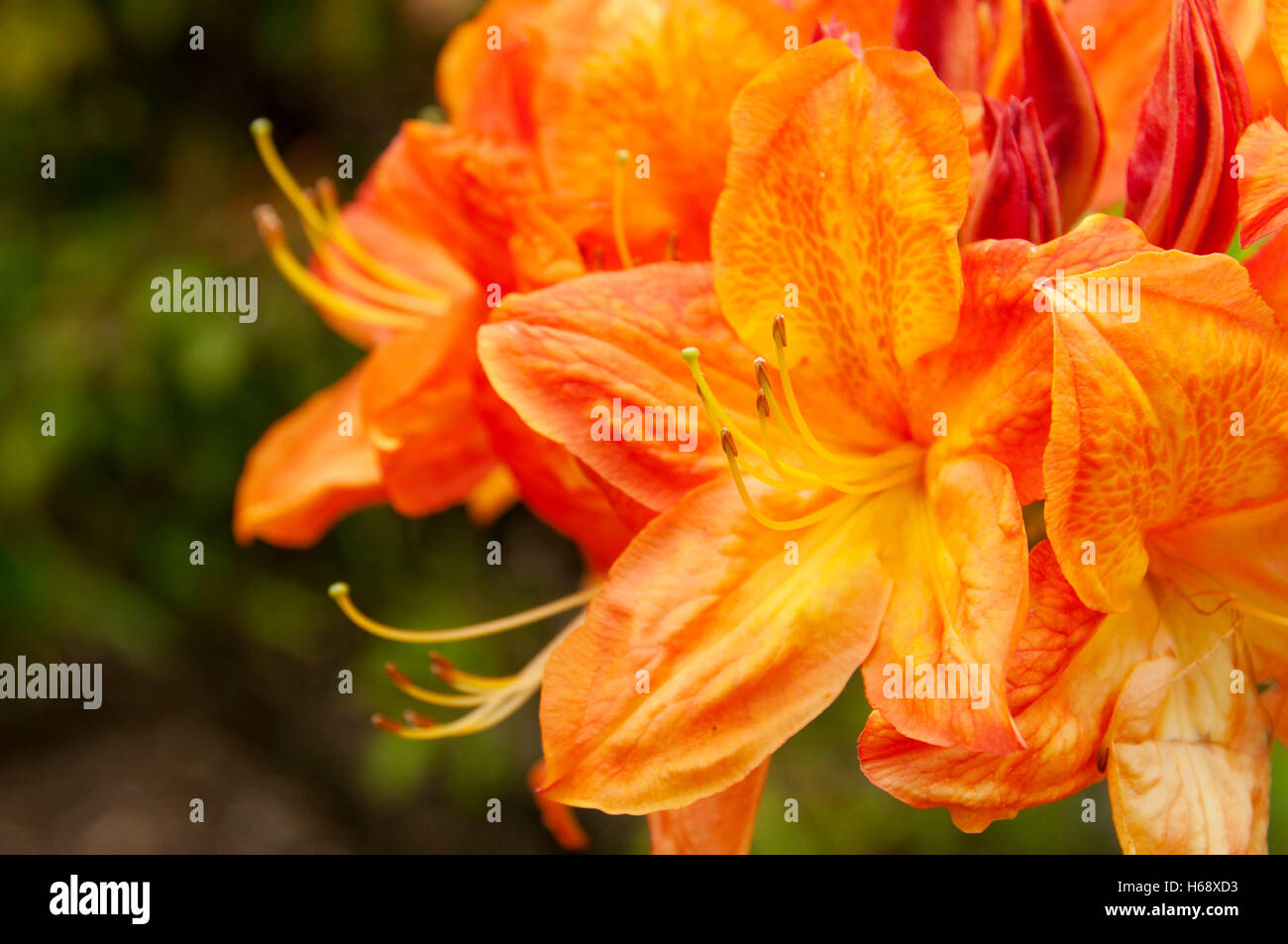 Rhododendron crinoides, Oregon Garden, Silverton, Oregon Stock Photo