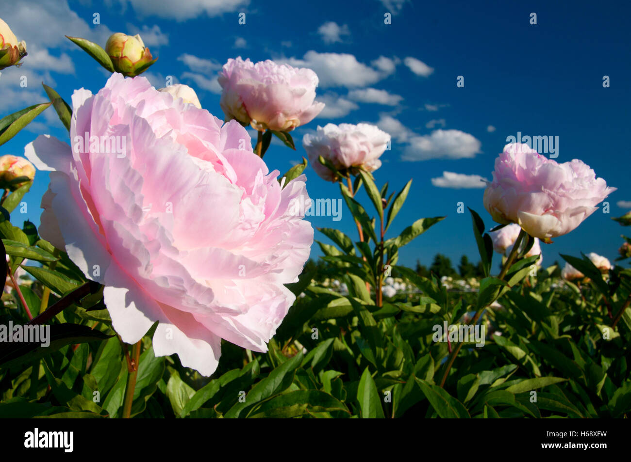 Lillian Wild peony, Adelman Peony Garden, Brooks, Oregon Stock Photo