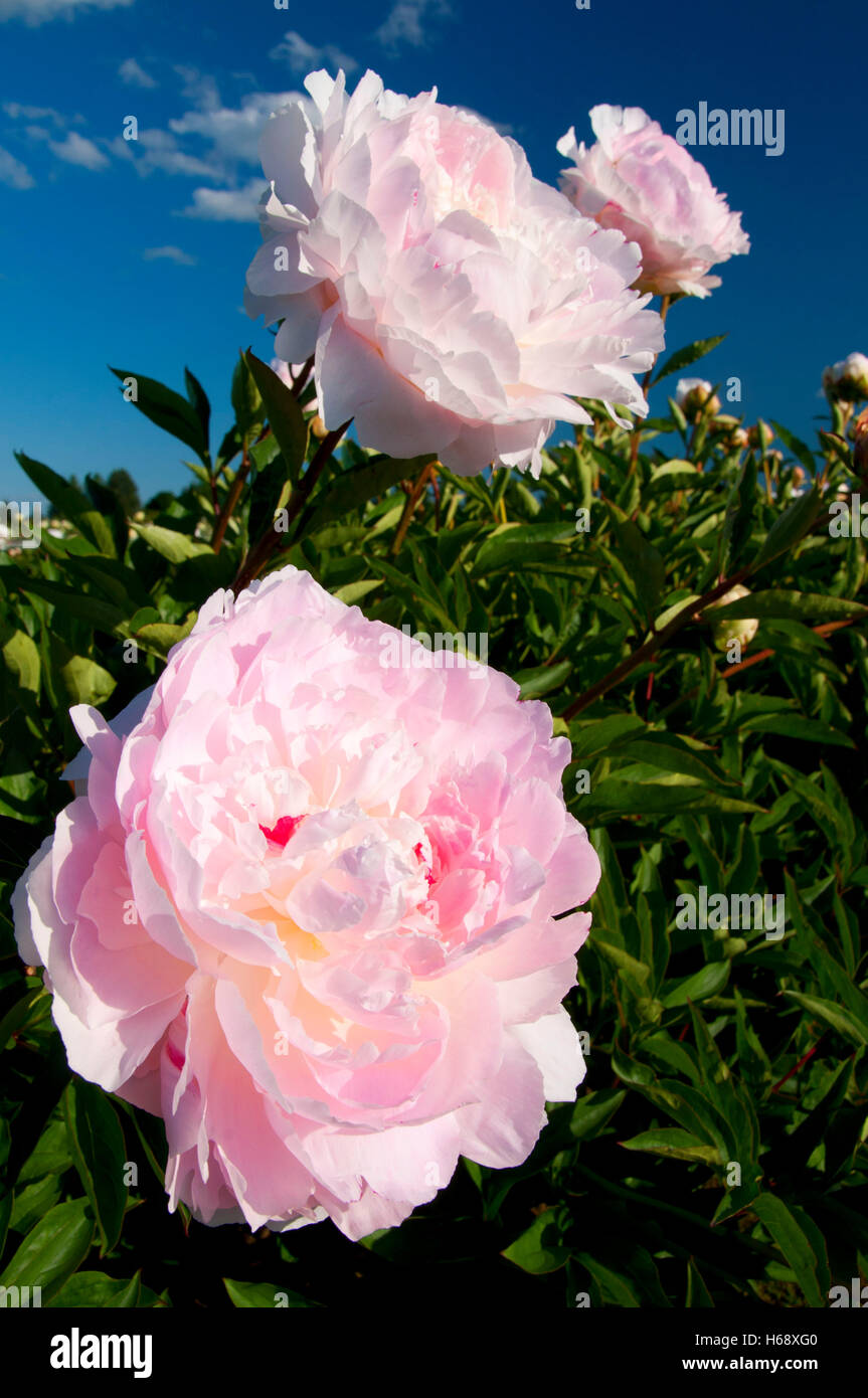 Lillian Wild peony, Adelman Peony Garden, Brooks, Oregon Stock Photo