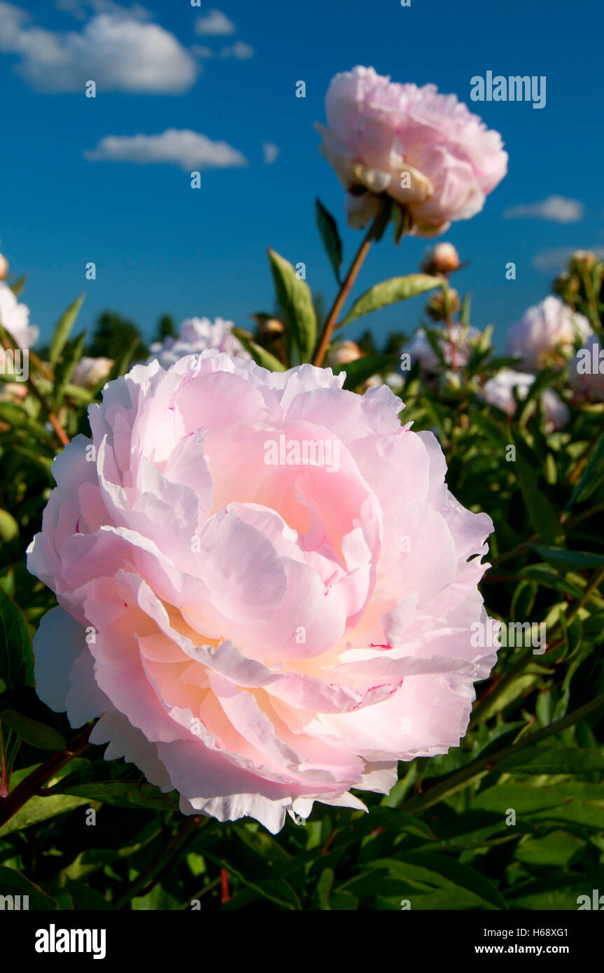 Lillian Wild peony, Adelman Peony Garden, Brooks, Oregon Stock Photo