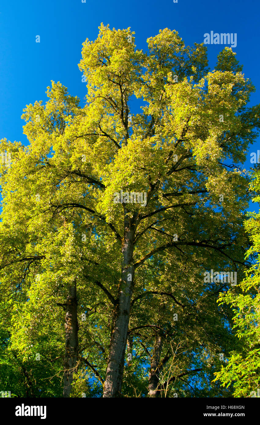 Black cottonwood hires stock photography and images Alamy