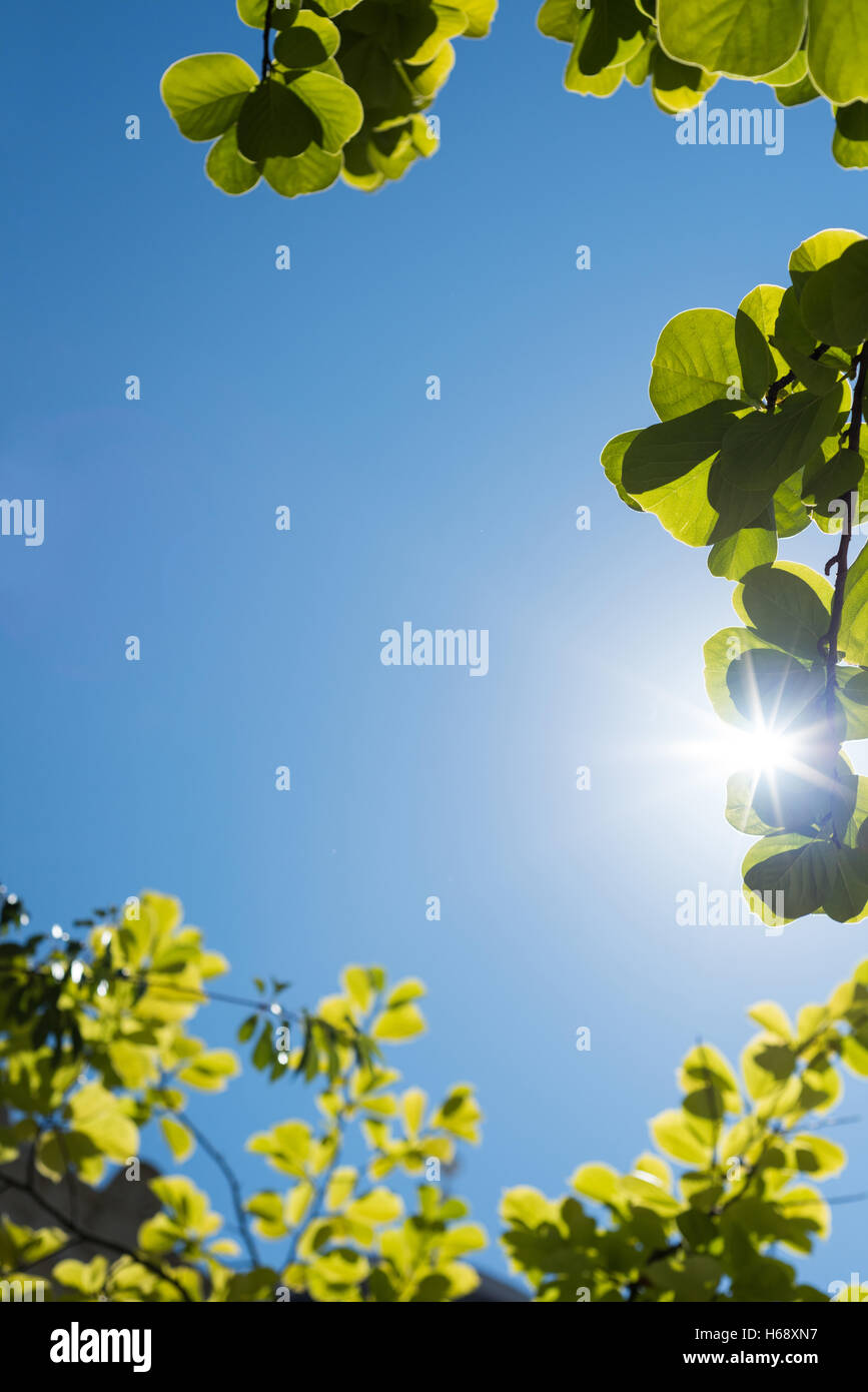 Close-up of green leaves Stock Photo - Alamy