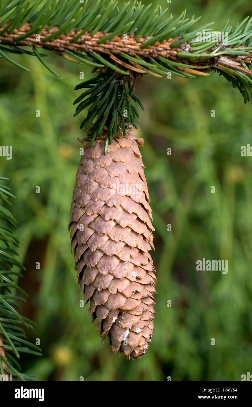 Norway Spruce (Picea abies), cone Stock Photo