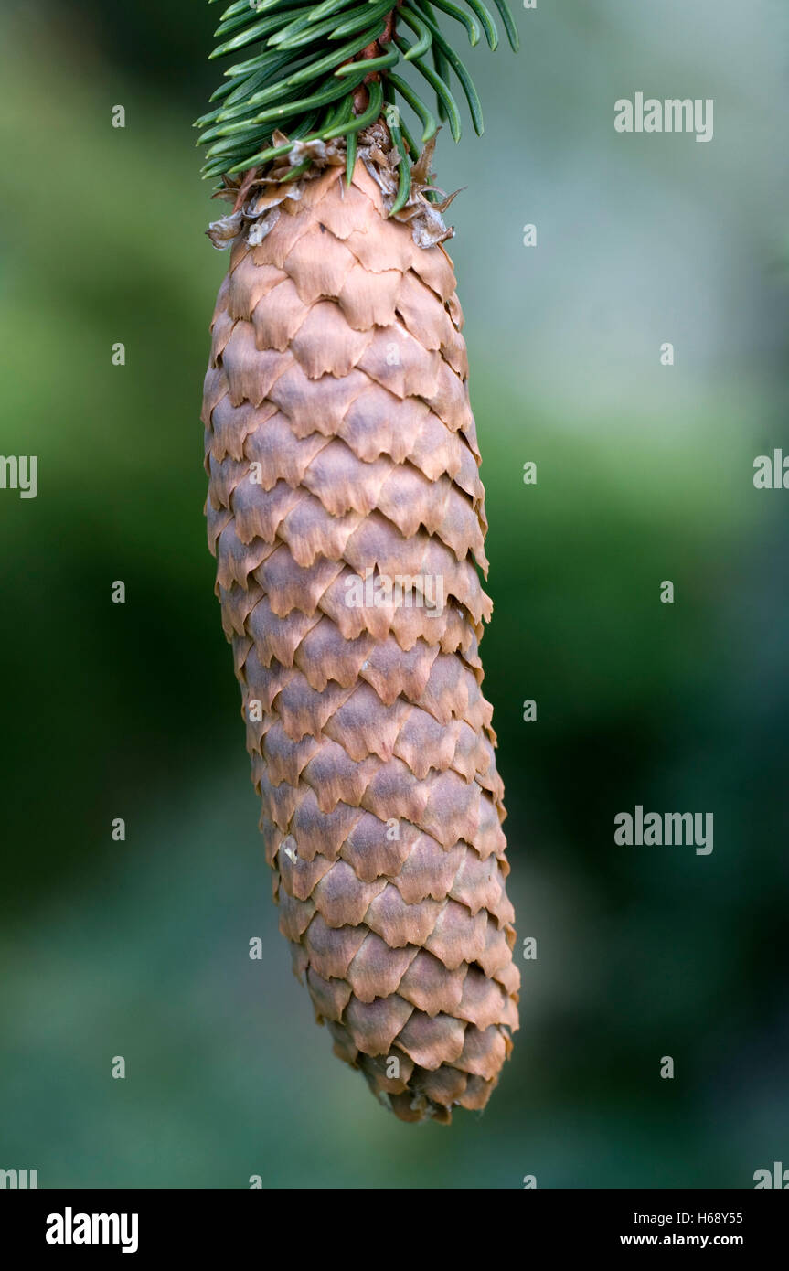 Norway Spruce (Picea abies), cone Stock Photo
