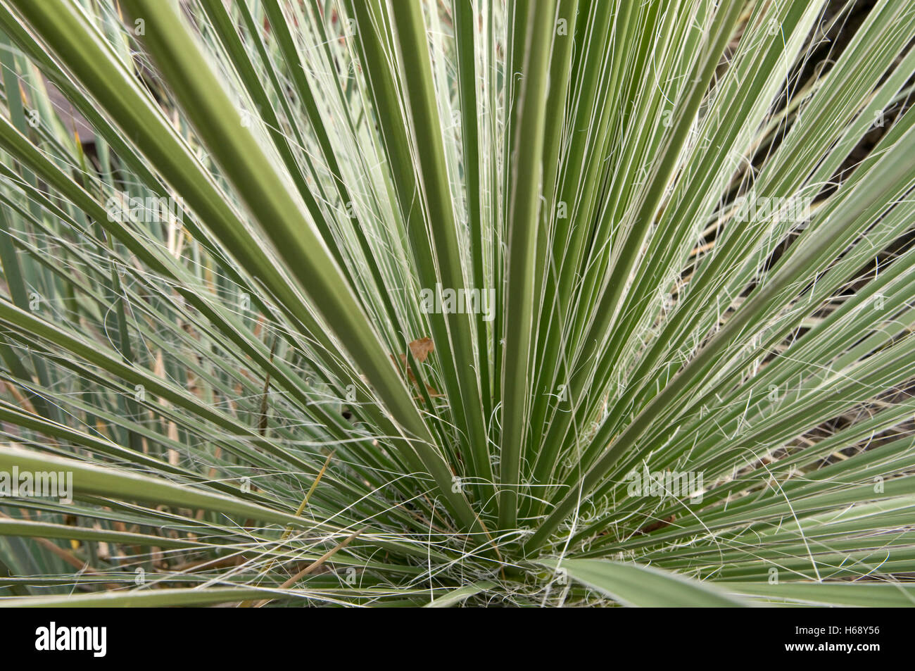 Great Plains yucca (Yucca glauca Stock Photo Alamy