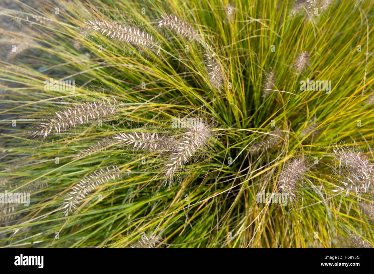 Chinese Pennisetum, Dwarf Fountain Grass (Pennisetum alopecuroides 'Hameln') Stock Photo