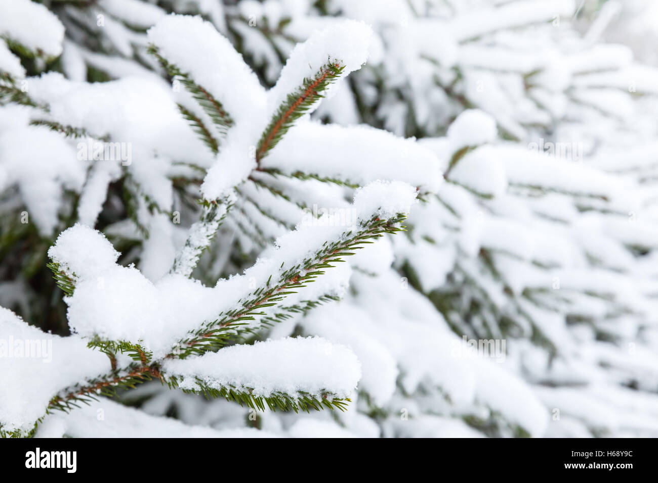 Branches of spruce tree covered with snow; closeup photo with selective focus Stock Photo