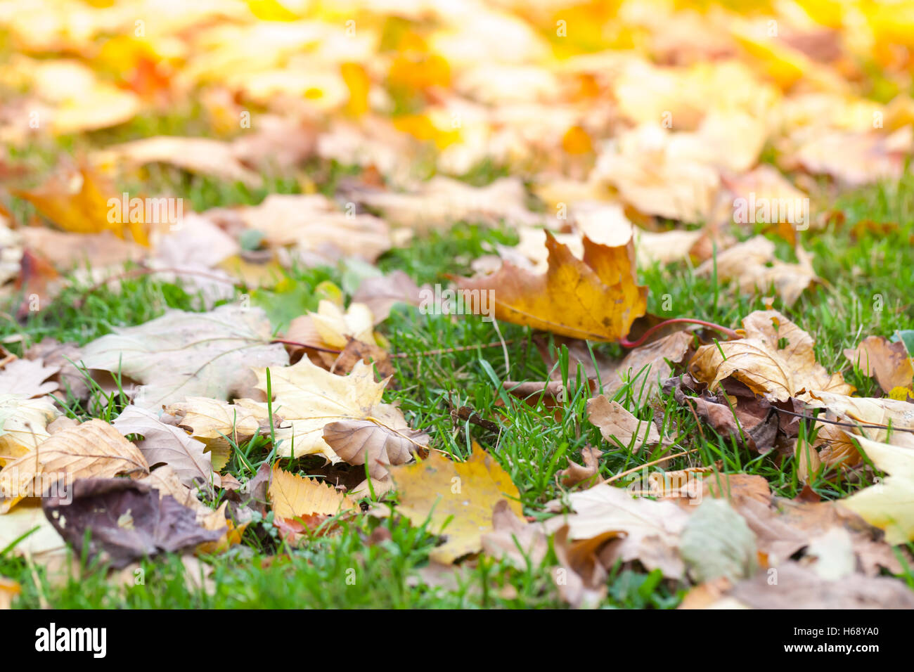 Fallen autumnal leaves lay on green grass in the sunlight, natural photo with selective focus and shallow DOF Stock Photo