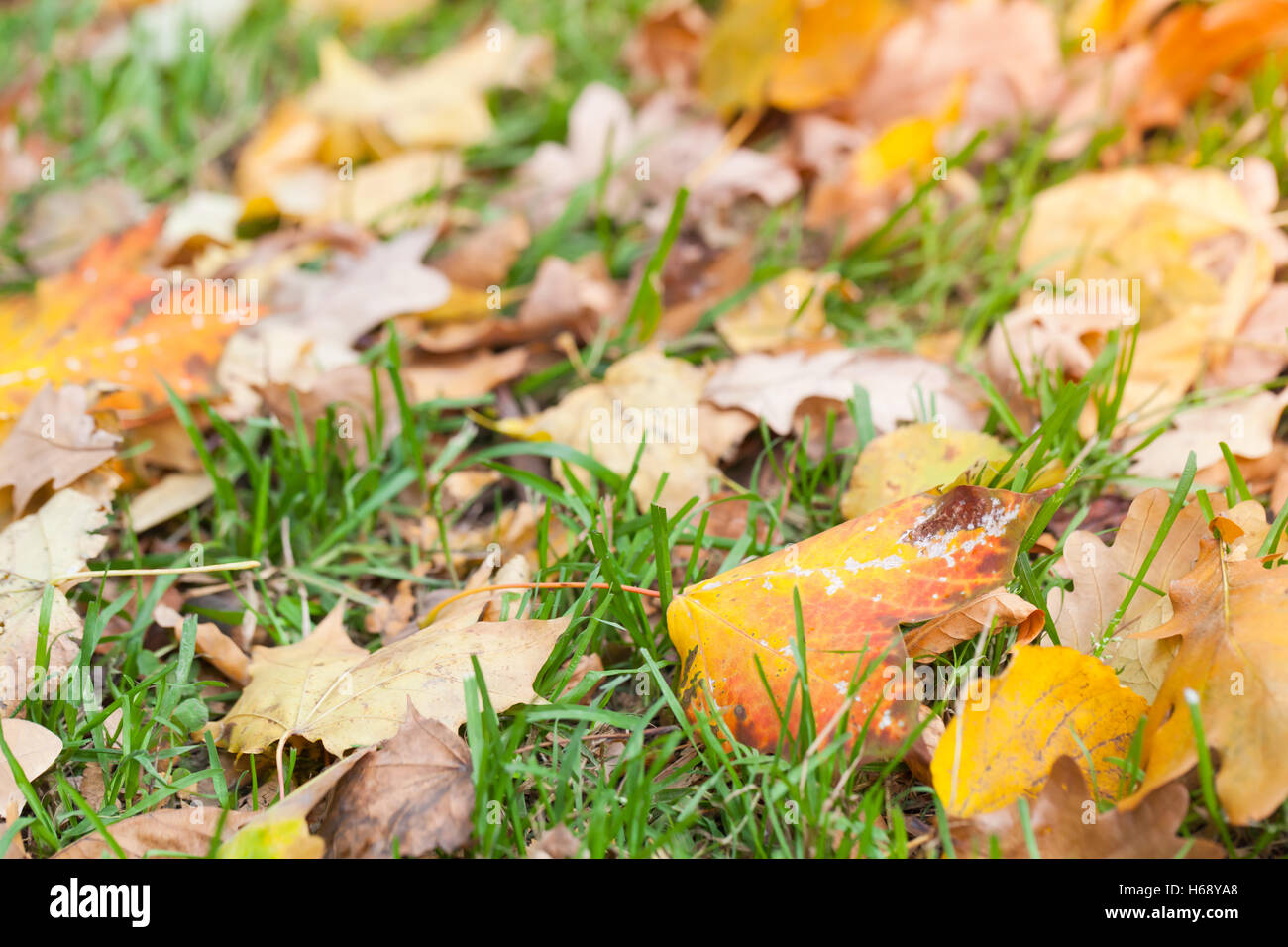 Fallen autumnal leaves lay on green grass in the sunlight, natural macro photo with selective focus and shallow DOF Stock Photo