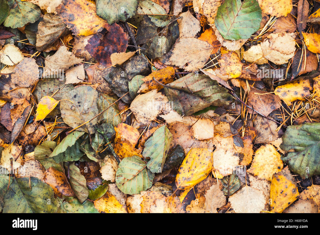Dark leaves texture hi-res stock photography and images - Alamy