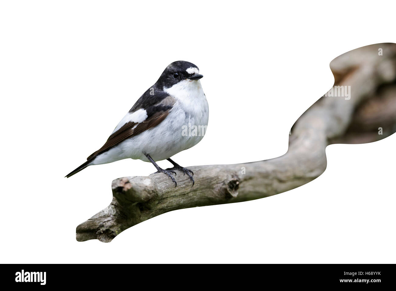 Pied flycatcher, Ficedula hypoleuca, single male on branch, Wales, May 2011 Stock Photo