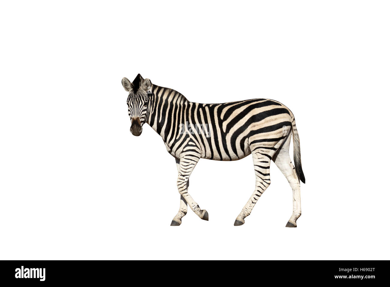 Plains or Burchells zebra, Equus quagga, single mammal,  South Africa, August 2015 Stock Photo