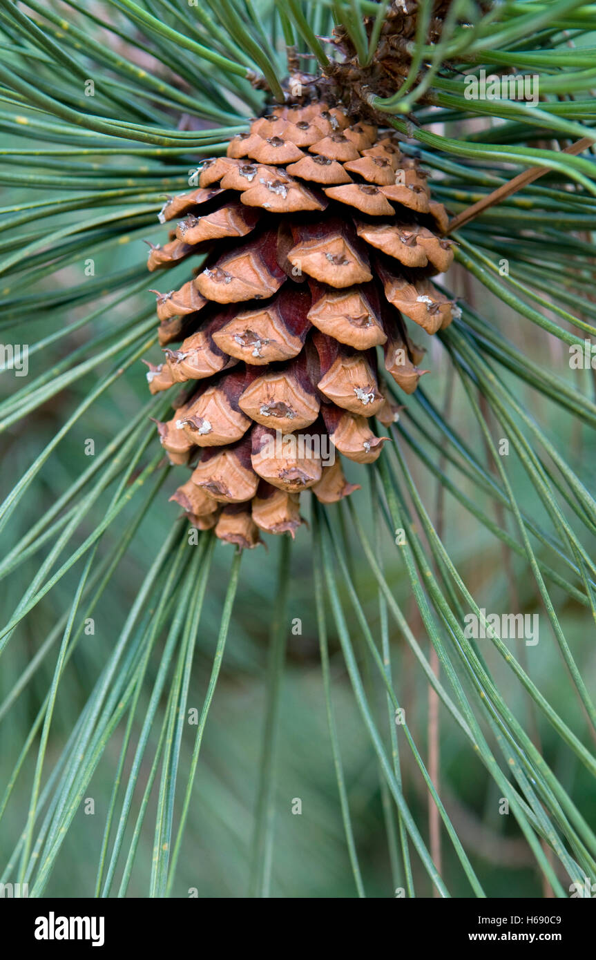 Ponderosa Pine, Bull Pine, Blackjack Pine or Western Yellow Pine (Pinus