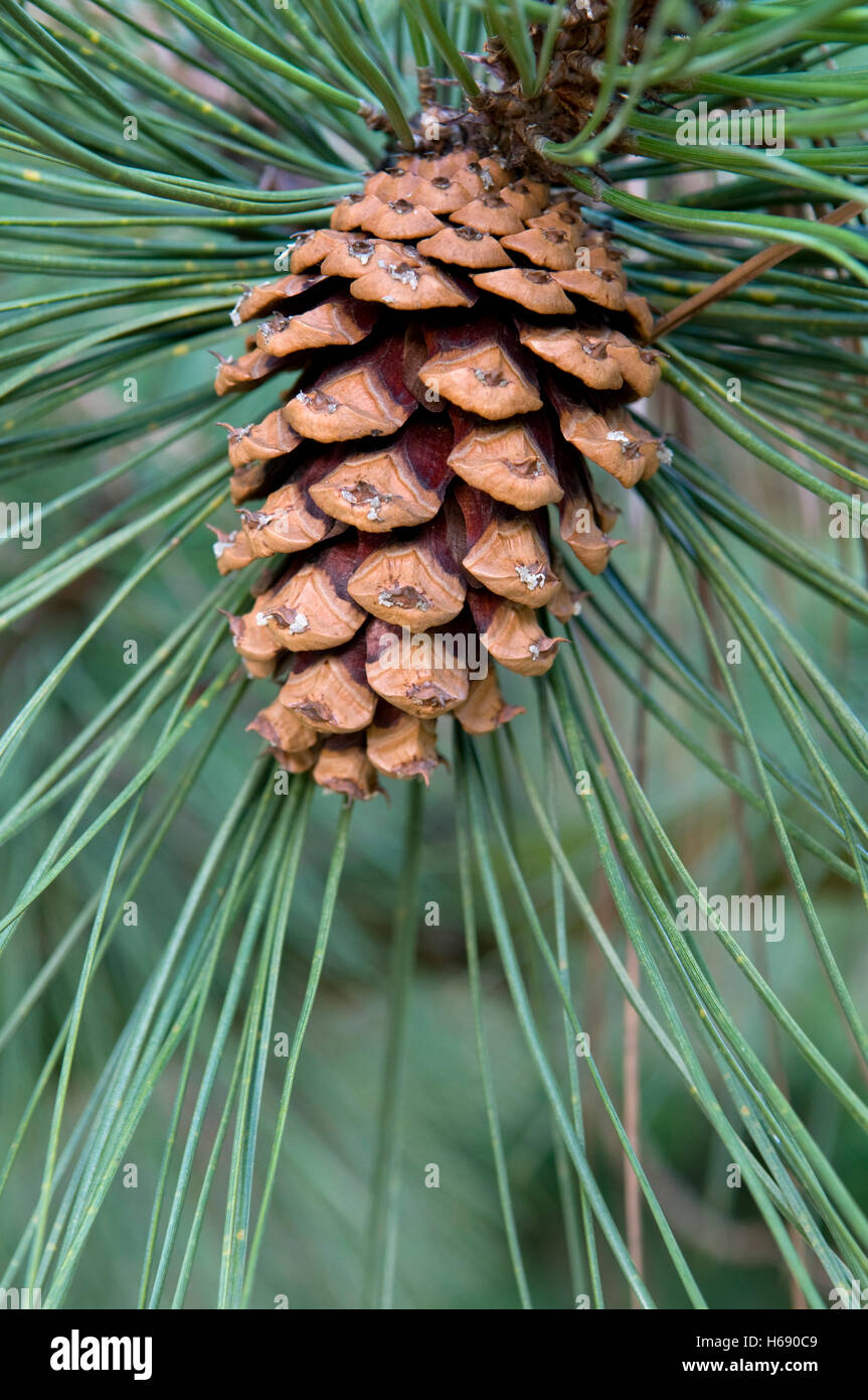 Ponderosa Pine, Bull Pine, Blackjack Pine or Western Yellow Pine (Pinus ponderosa), cones Stock Photo