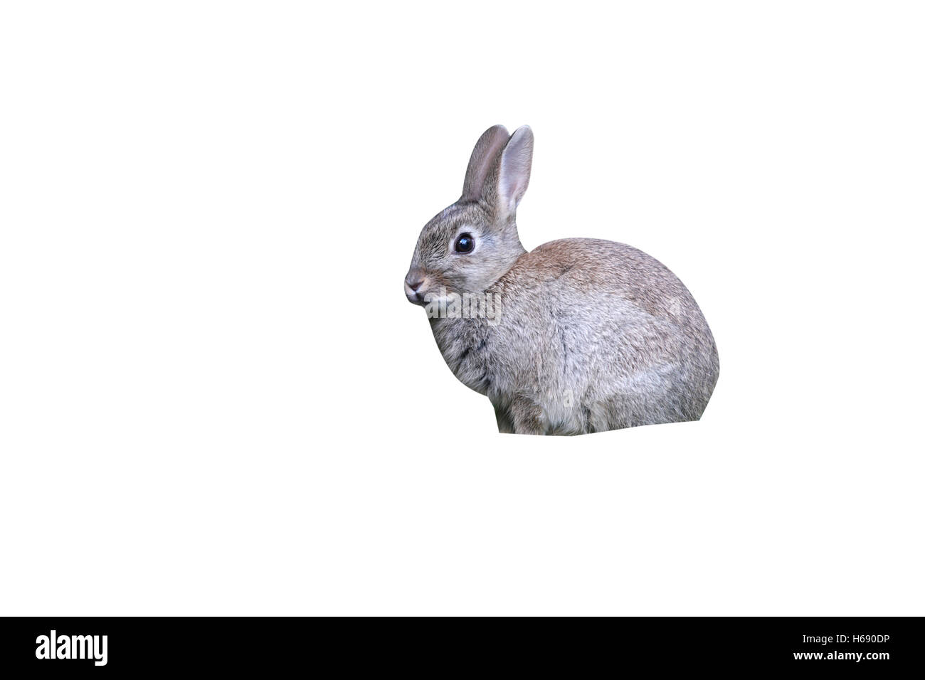 Rabbit, Oryctolagus cuniculus, Midlands, spring Stock Photo