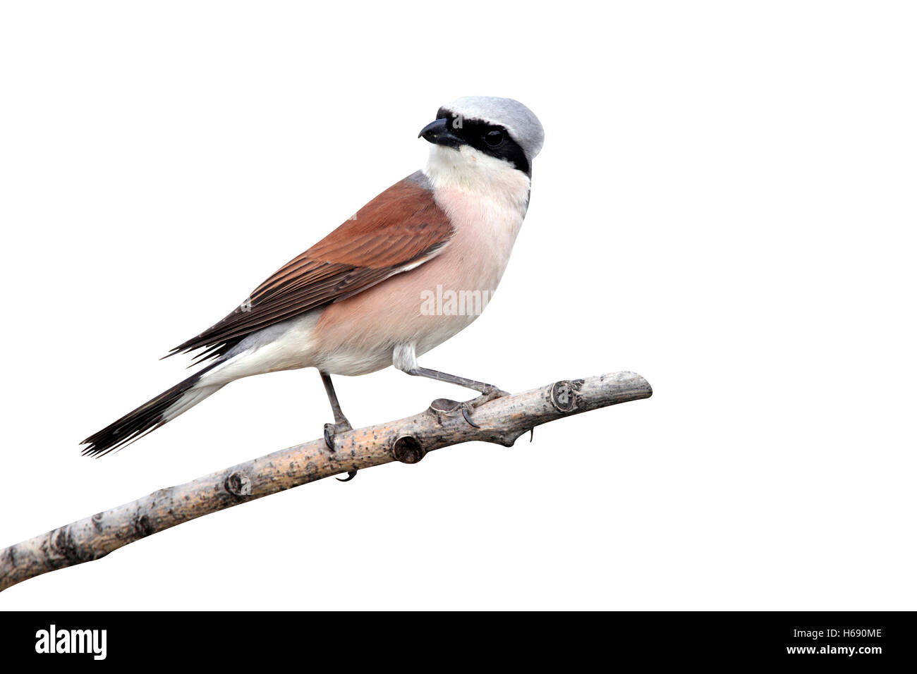 Red-backed shrike, Lanius collurio, single male perched on branch, Bulgaria, May 2010 Stock Photo