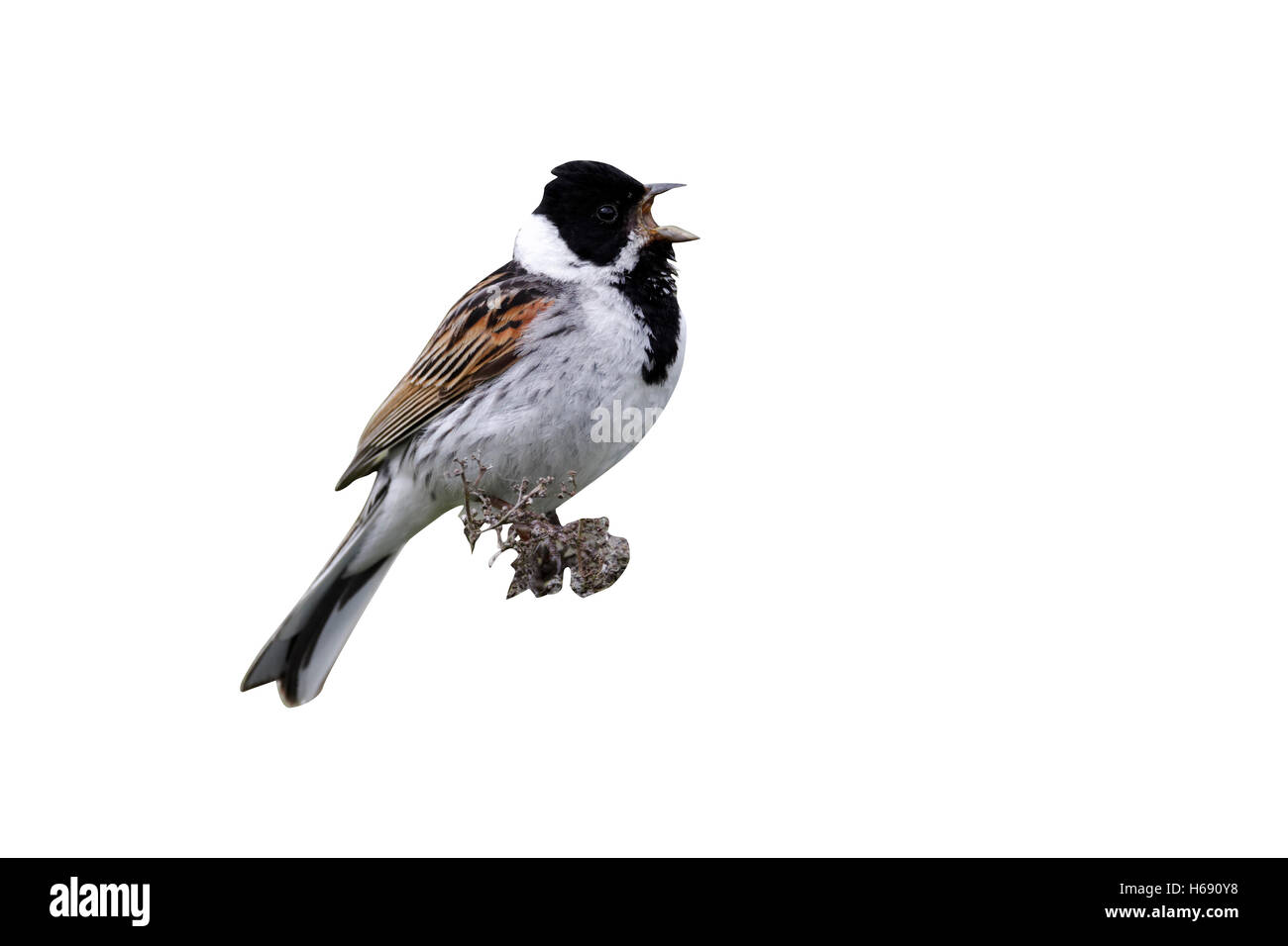 Reed bunting, Emberiza schoeniclus, single male singing on perch, Midlands, June 2011 Stock Photo
