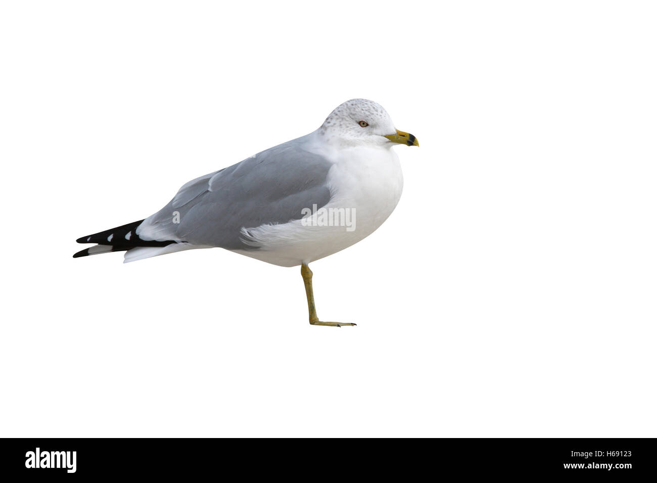 Ring-billed gull, Larus delawarensis, New York, USA Stock Photo