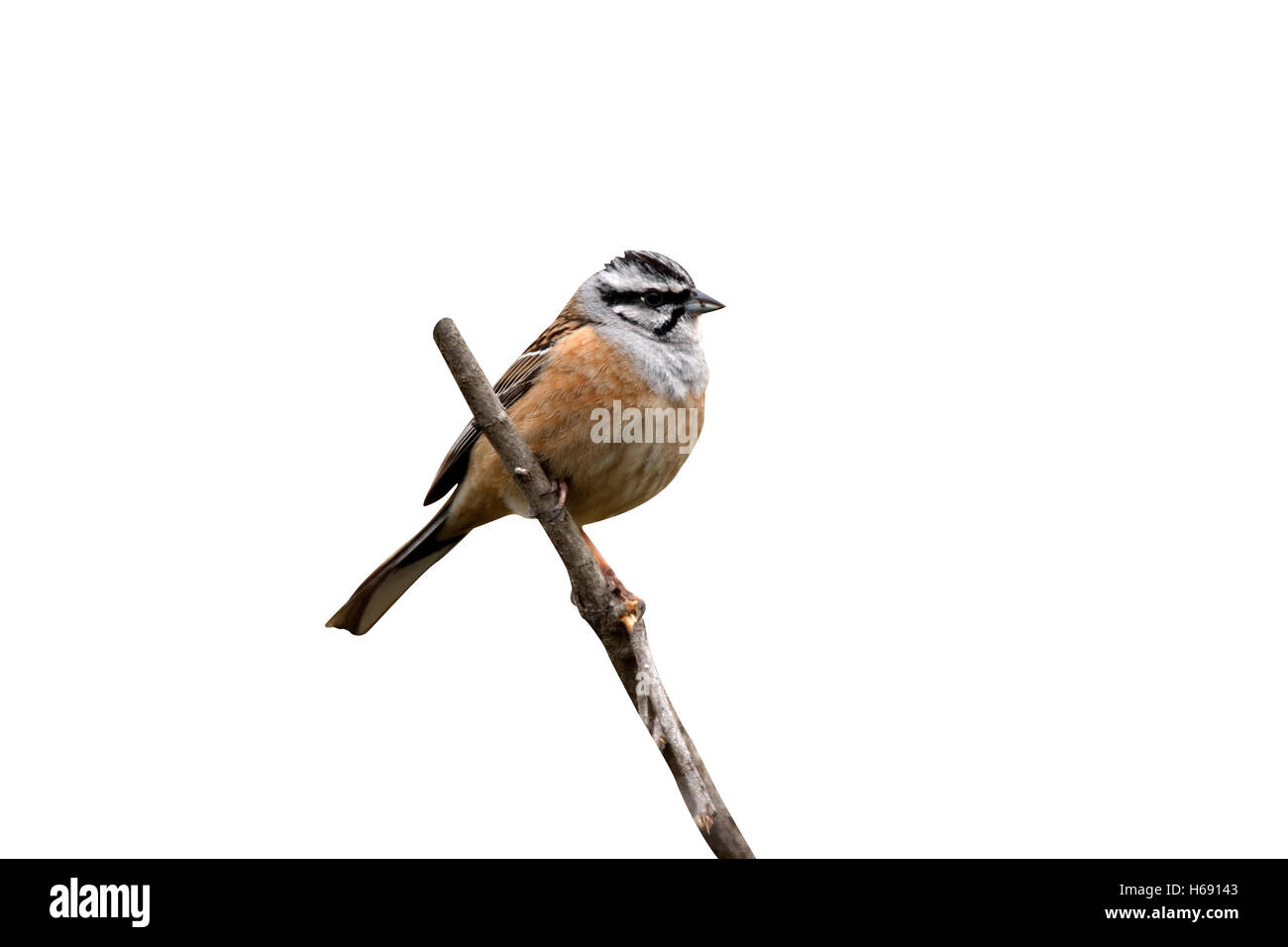 Rock bunting, Emberiza cia, single bird on branch, Spain Stock Photo