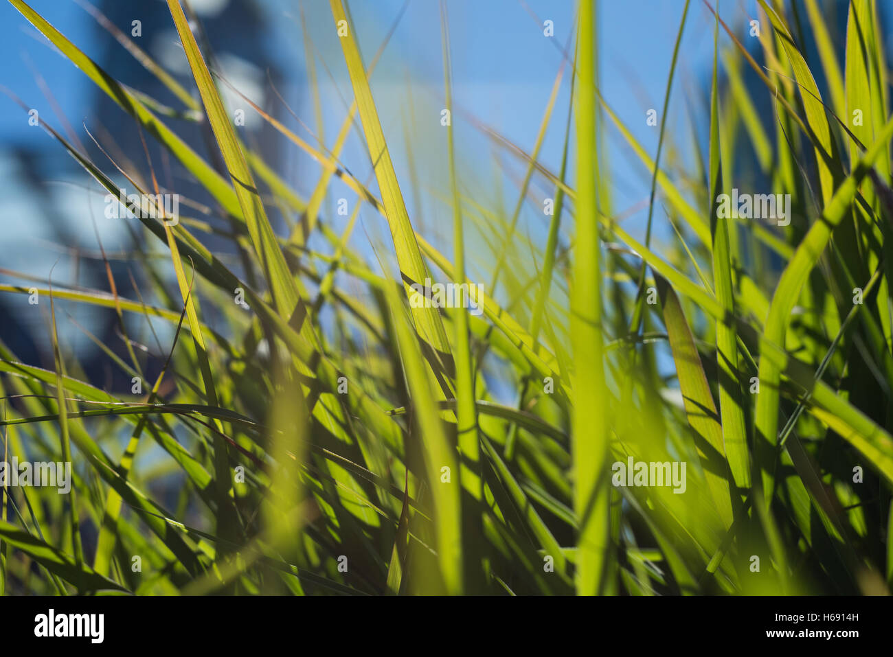 Green grass up close hi-res stock photography and images - Alamy