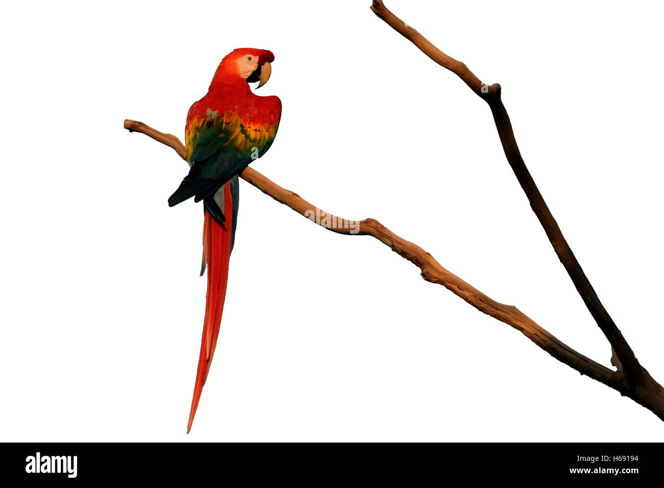Scarlet macaw, Ara macao, single bird on branch, Brazil Stock Photo