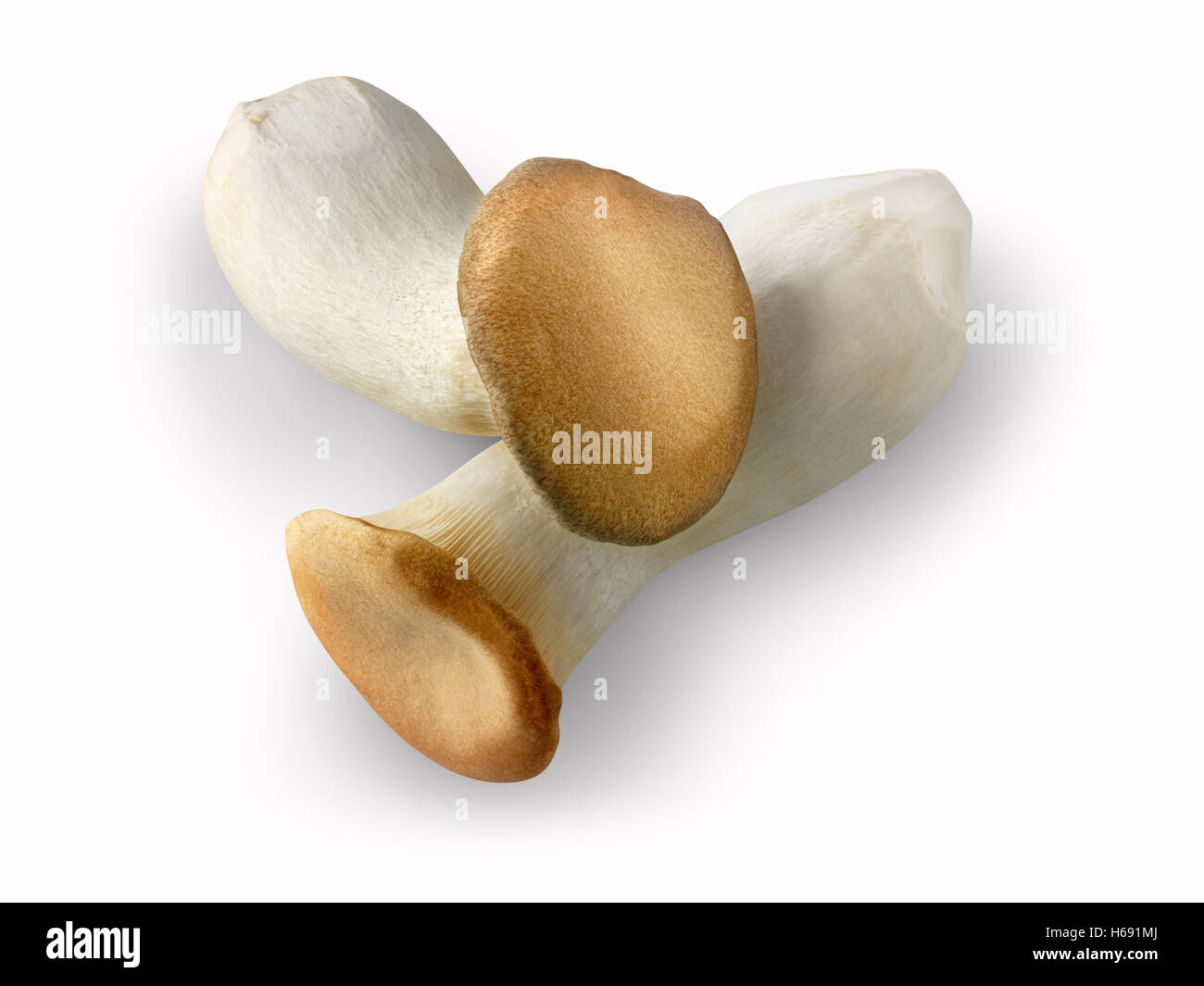 https://c8.alamy.com/comp/H691MJ/fresh-picked-pleurotus-eryngii-straw-mushrooms-un-cooked-H691MJ.jpg