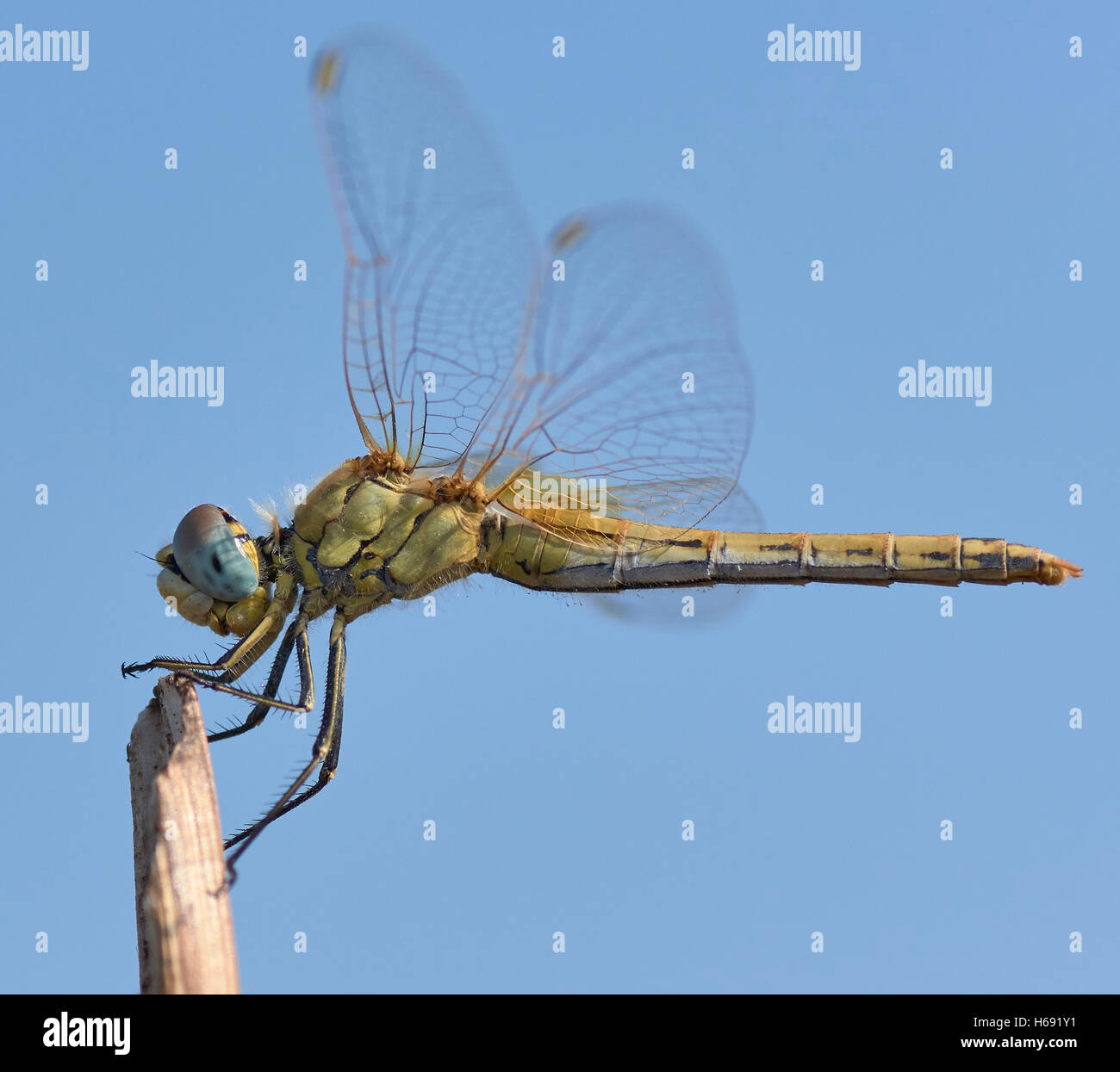 Sympetrum fonscolombii. Female dragonfly. Stock Photo