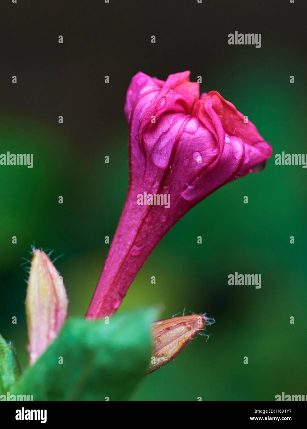 Flower of Mirabilis jalapa, named Marvel of Peru. Stock Photo