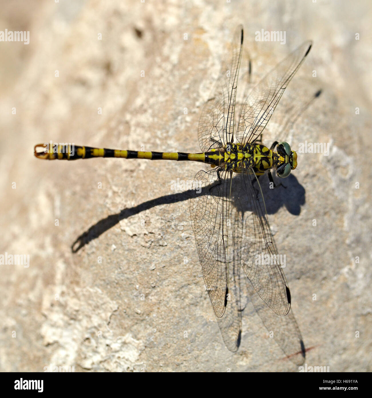 Gomphus simillimus. Male dragonfly over a big stone. Stock Photo
