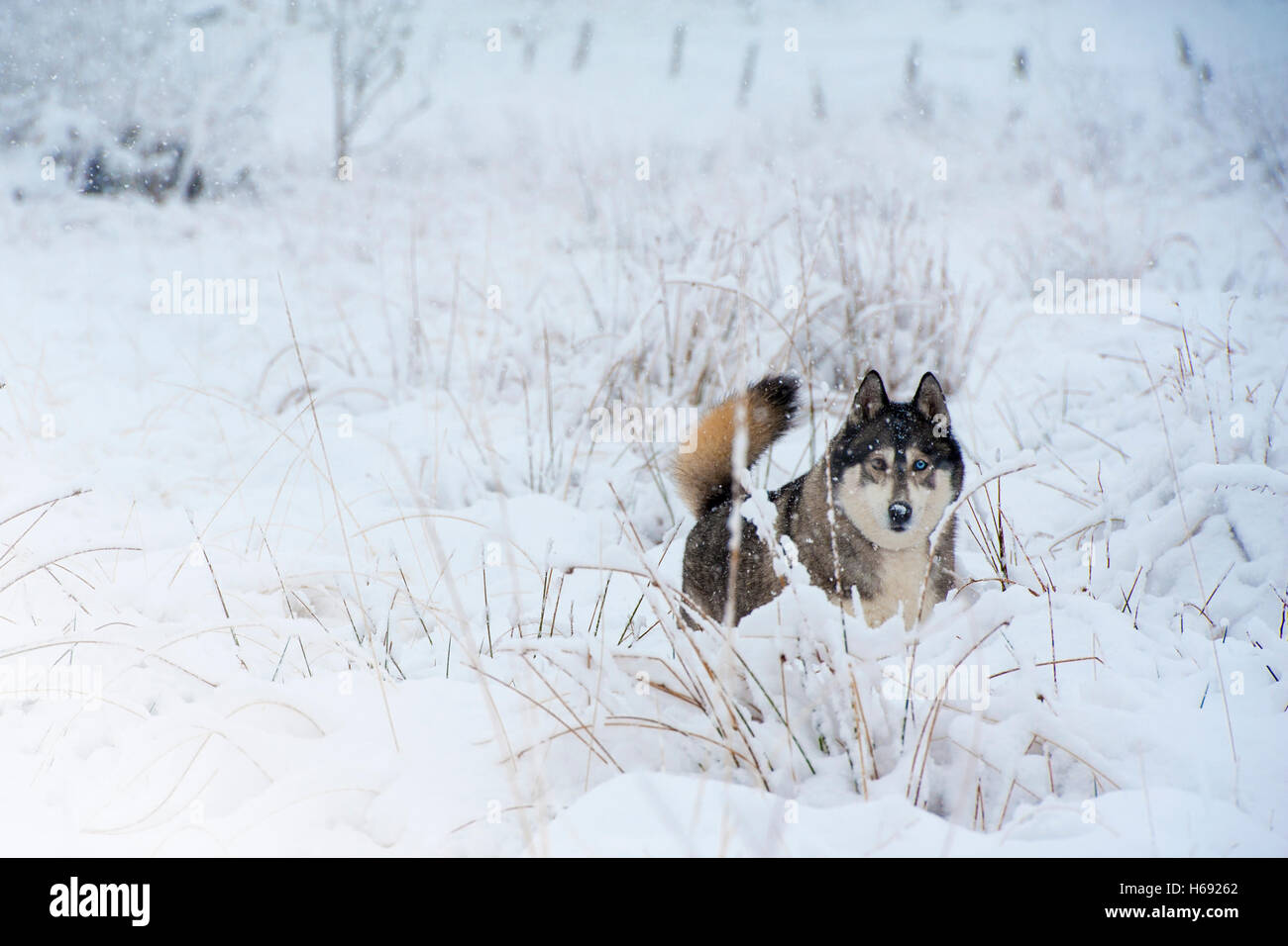 Husky dog looking through snowy grass with her blue and brown eyes with ears pricked up alert. Stock Photo