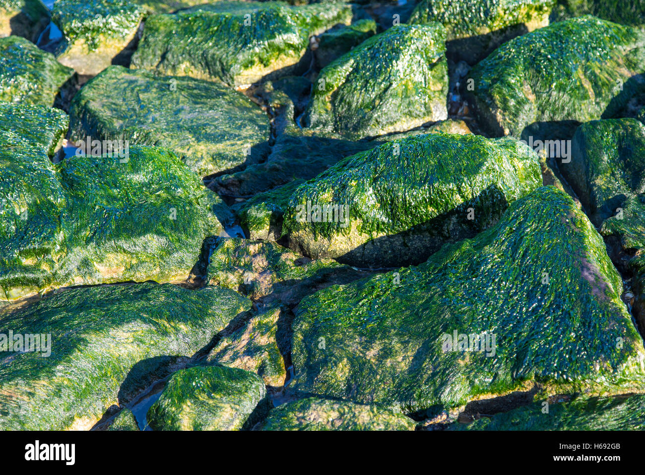 Seaweed covered rocks, Stock Photo