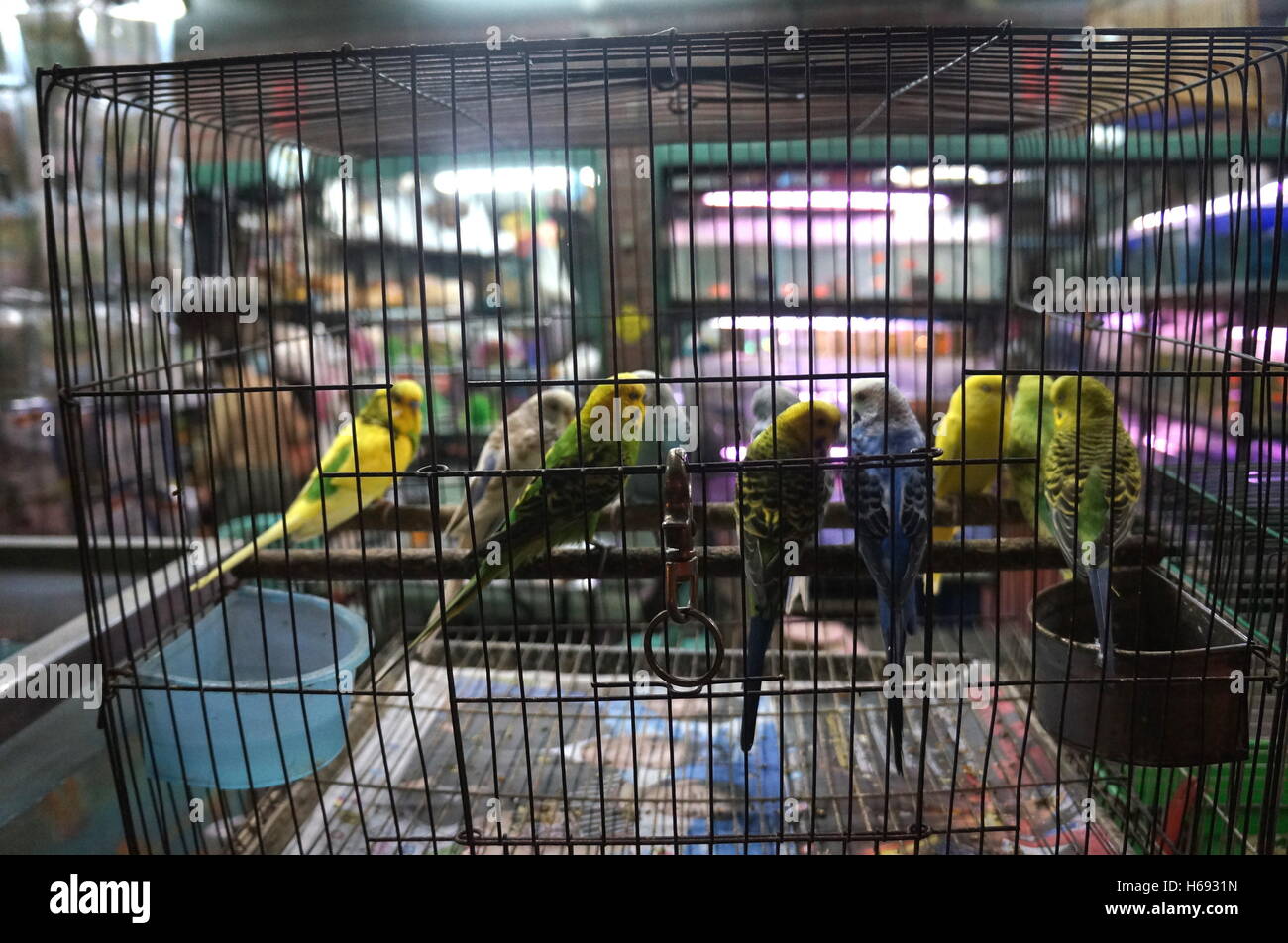 Budgerigars Cage High Resolution Stock Photography and Images - Alamy