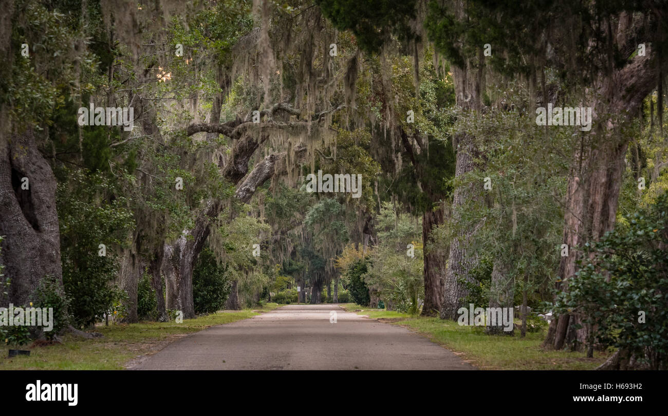 Live oak road hi-res stock photography and images - Alamy