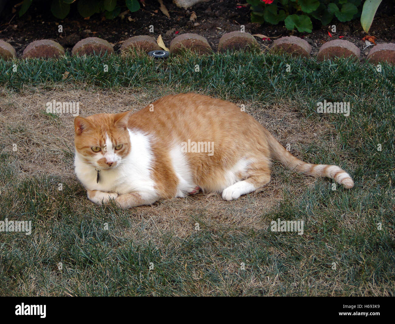 Orange grass hi-res stock photography and images - Alamy