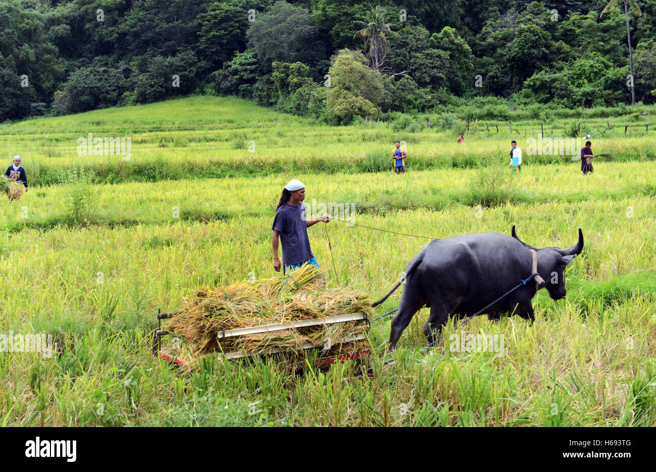 Paddy harvest in The Philippines. Stock Photo