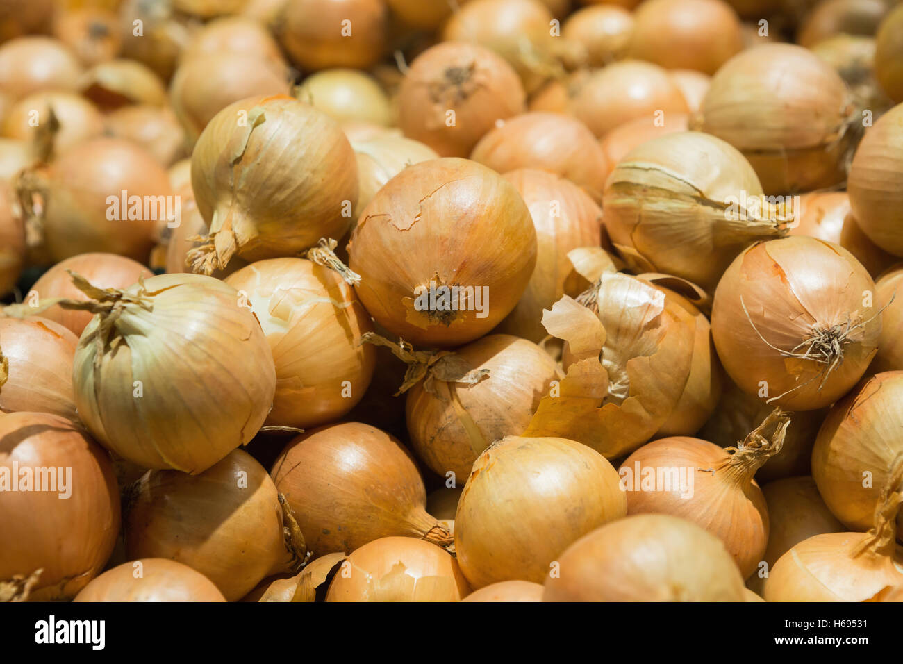 Fresh onions. Onions background. Ripe onions. Onions in market. Fresh golden onions Stock Photo